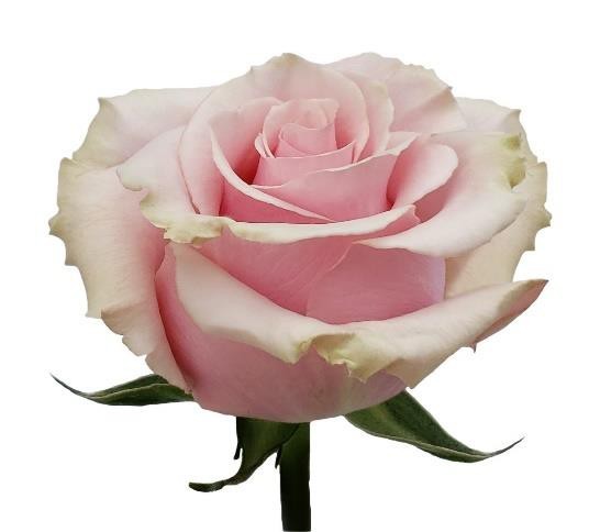Pink Mondial
